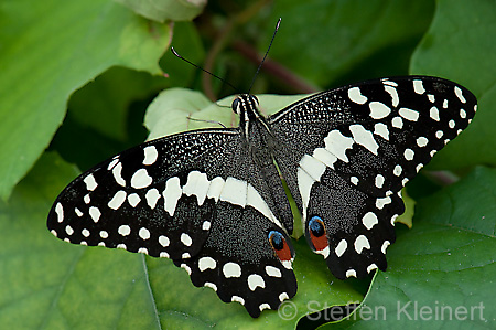 101 Afrikanischer Schwalbenschwanz - Papilio demedocus